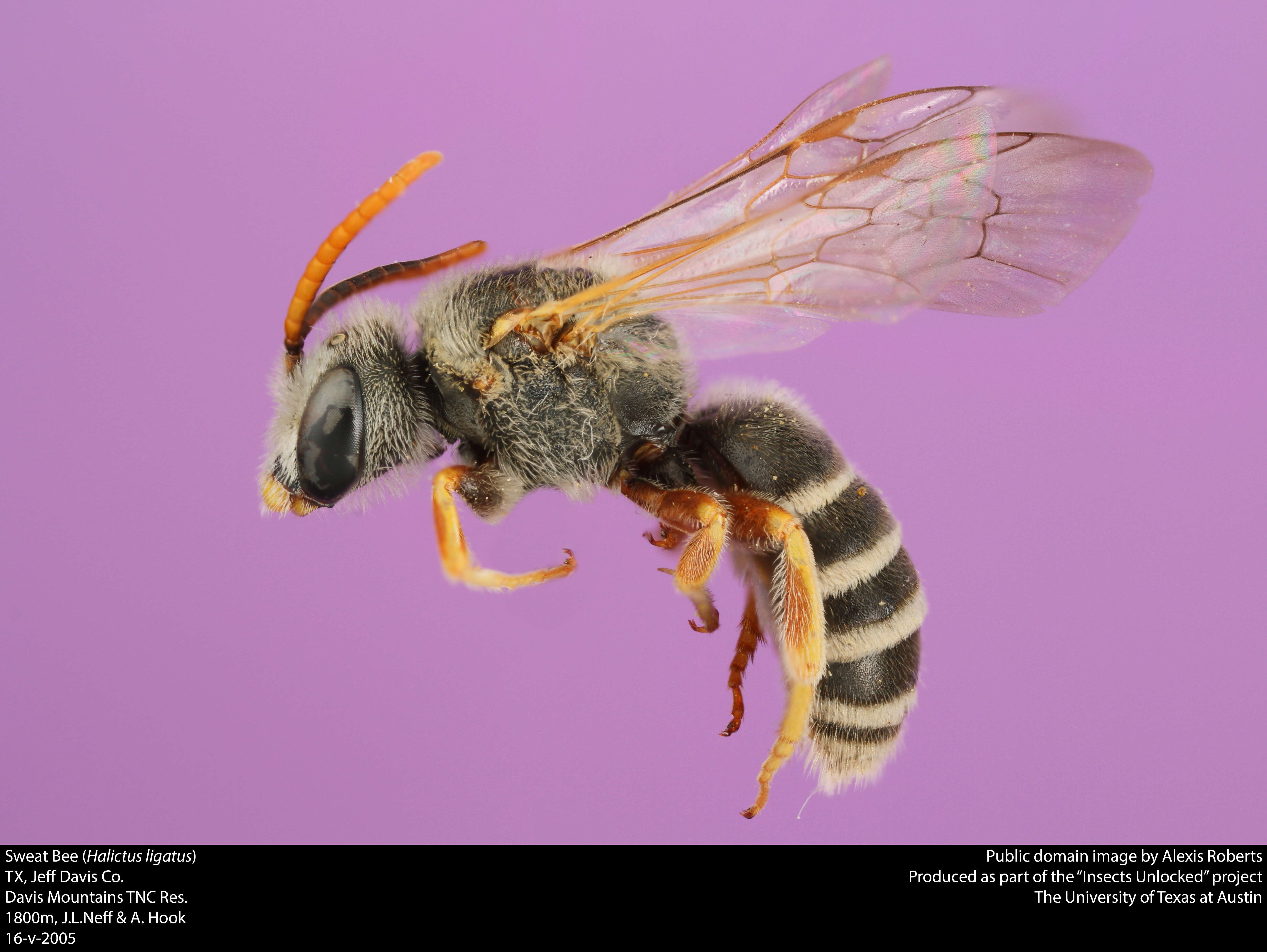 Halictus ligatus Say 1837的圖片