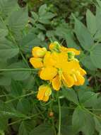 Senna hirsuta var. glaberrima (M. E. Jones) H. S. Irwin & Barneby resmi