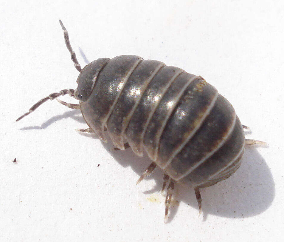 Image of Pill woodlouse