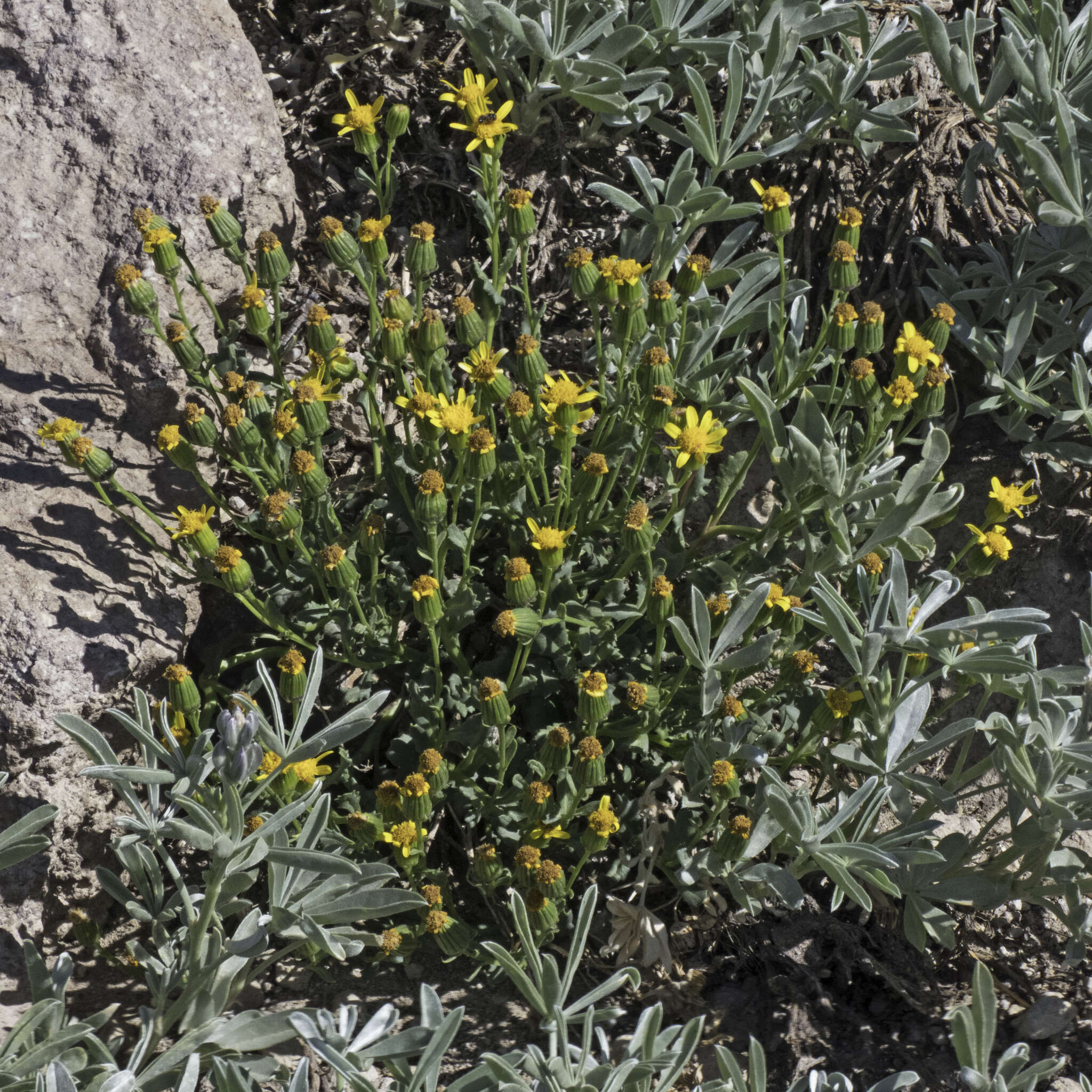 Слика од Senecio fremontii var. occidentalis Gray