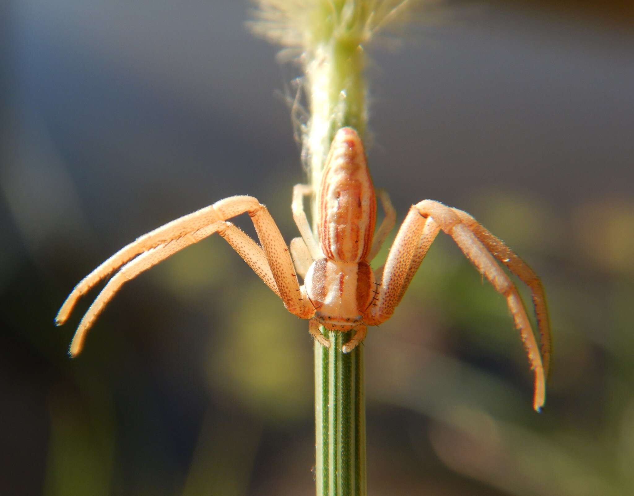 Image of Runcinia acuminata (Thorell 1881)