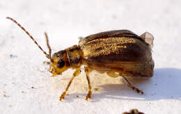 Image of Viburnum leaf beetle