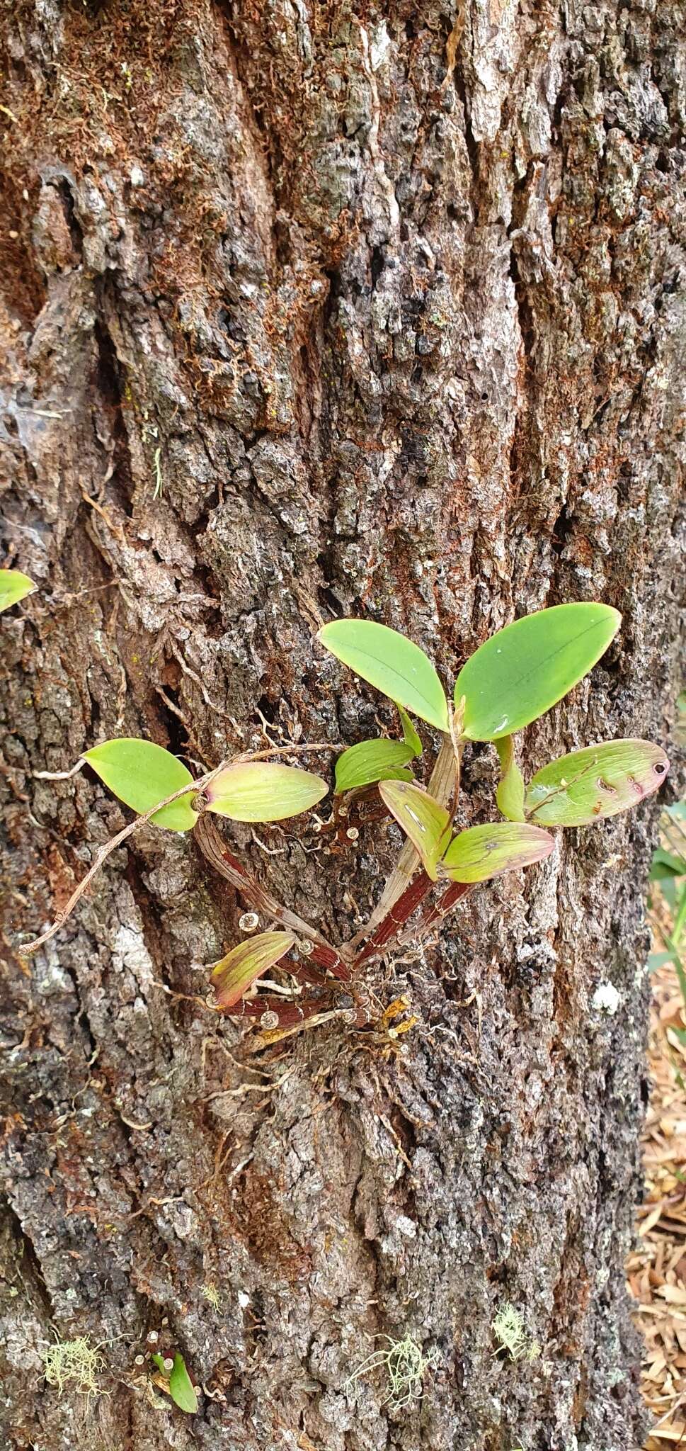 صورة Dendrobium aemulum R. Br.