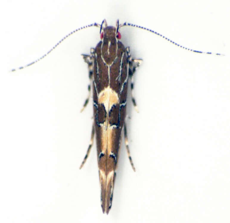 Image of Pyroderces apparitella Walker 1864