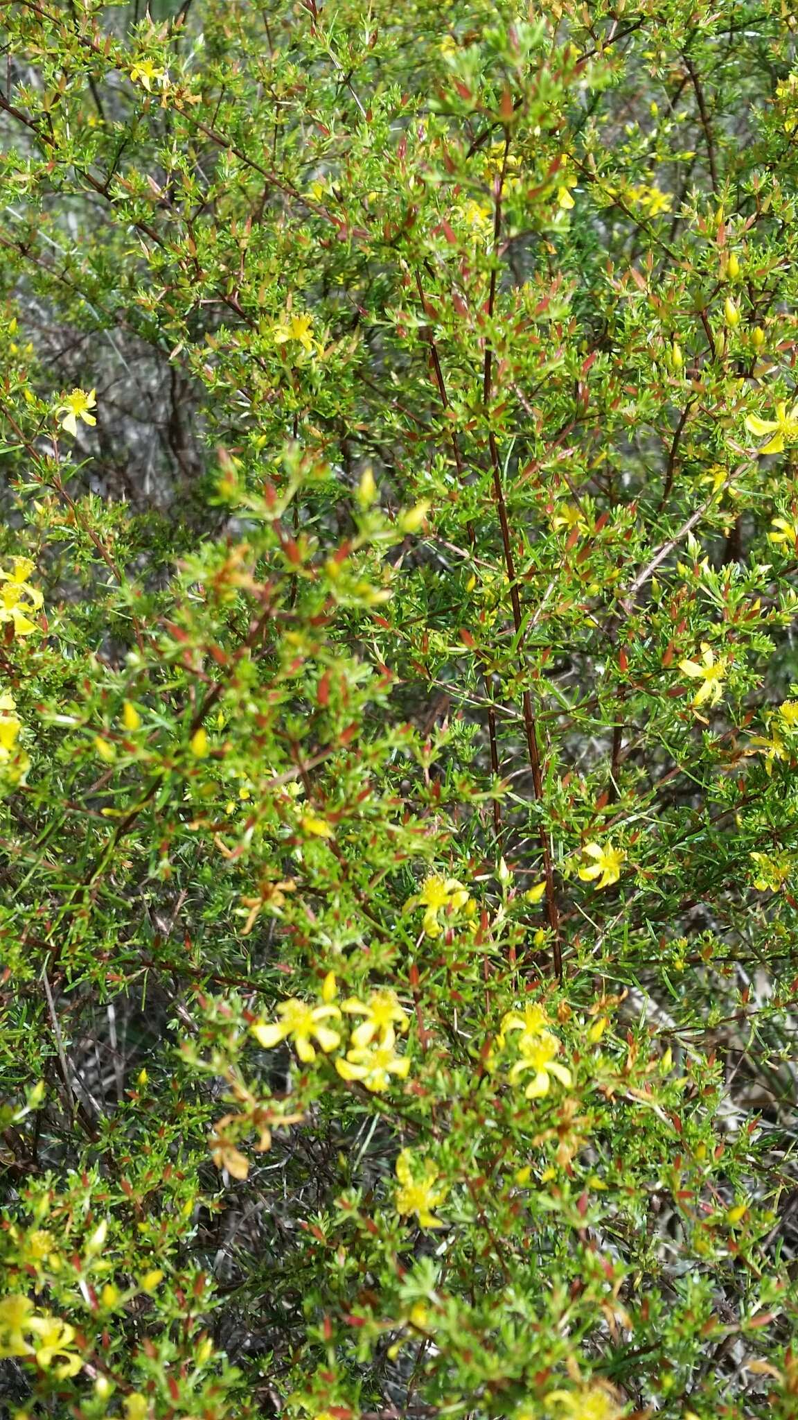 Image of Hypericum limosum Griseb.