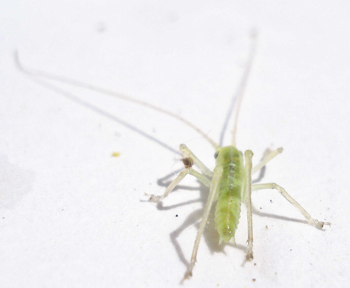 Image of Grylloidea