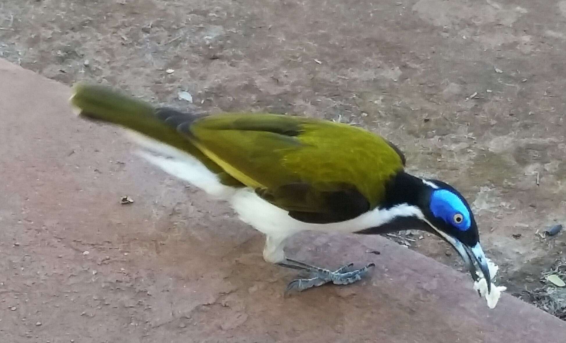 Image of Blue-faced Honeyeaters