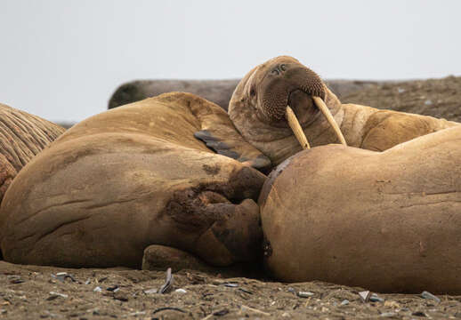 Image of walrus