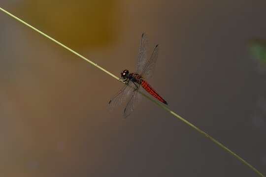 Plancia ëd Lyriothemis acigastra (Selys 1878)