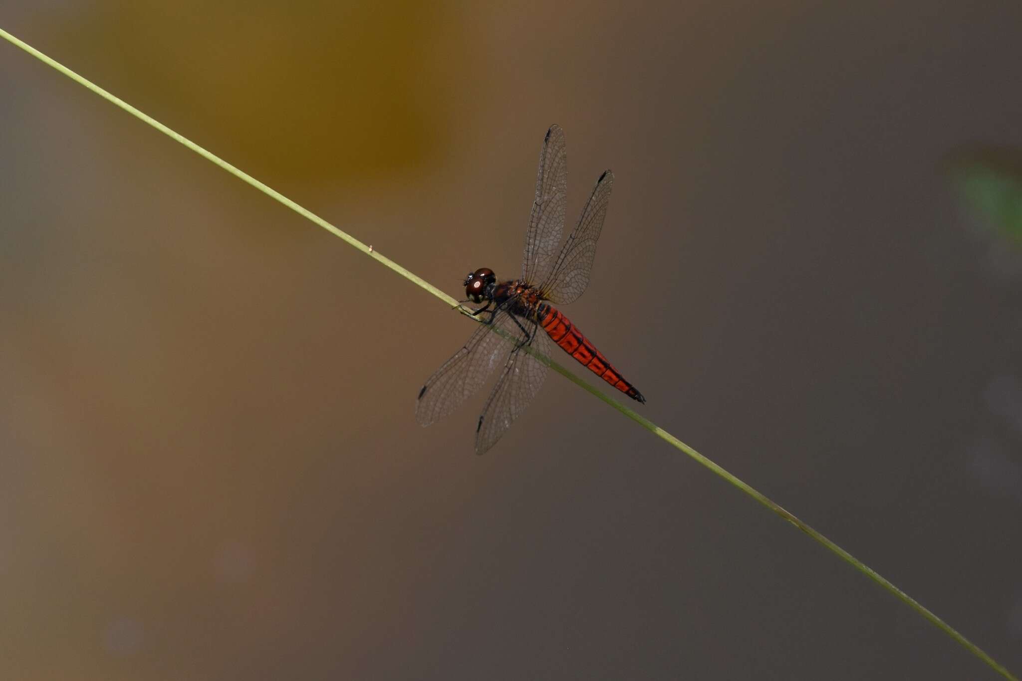 Plancia ëd Lyriothemis acigastra (Selys 1878)