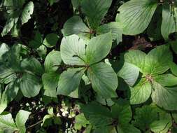 Imagem de Spigelia splendens H. Wendl. ex Hook.