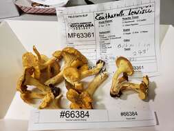 Plancia ëd Cantharellus lewisii Buyck & V. Hofst. 2011