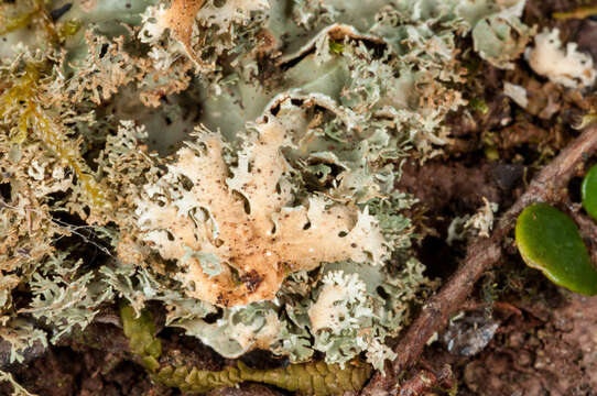 Image of Pseudocyphellaria multifida (Nyl.) D. J. Galloway & P. James