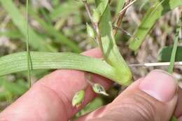 Image of diffuse spiderwort