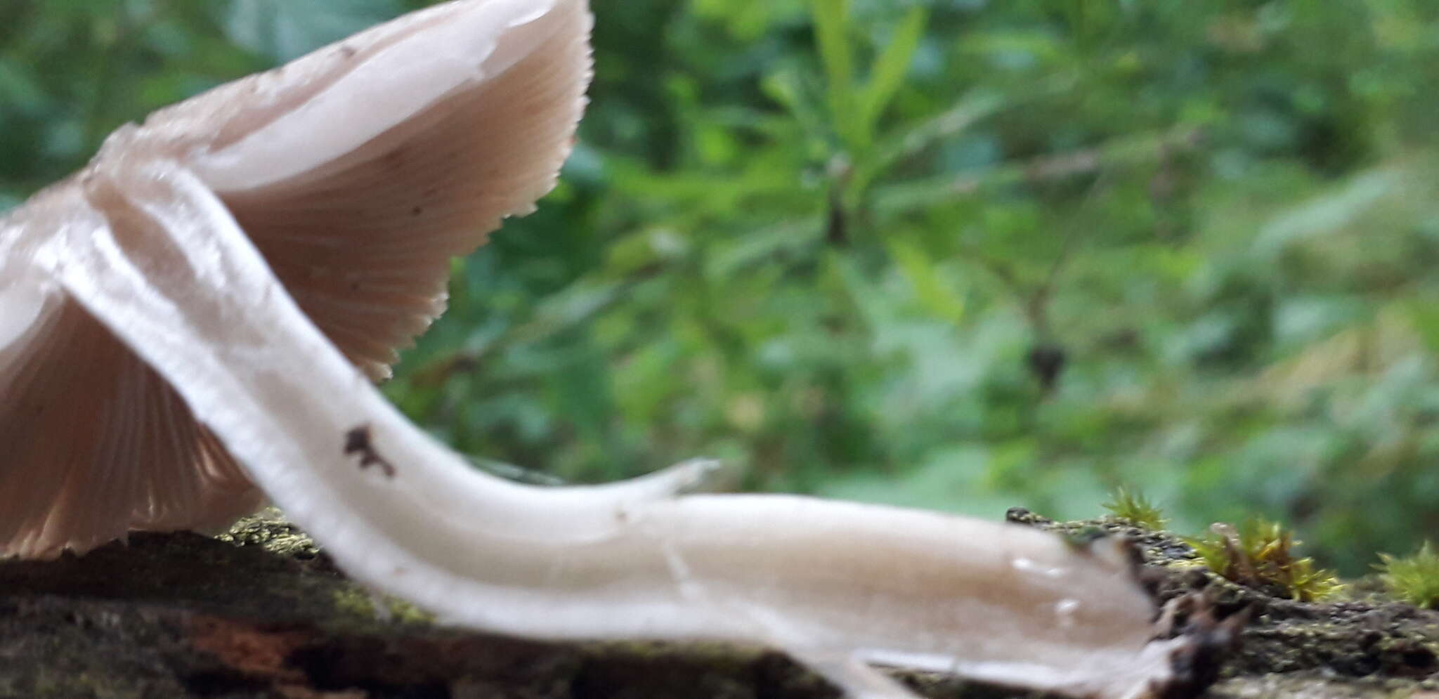 Слика од Coprinopsis melanthina (Fr.) Örstadius & E. Larss. 2015