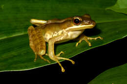 Image of White-lipped frog