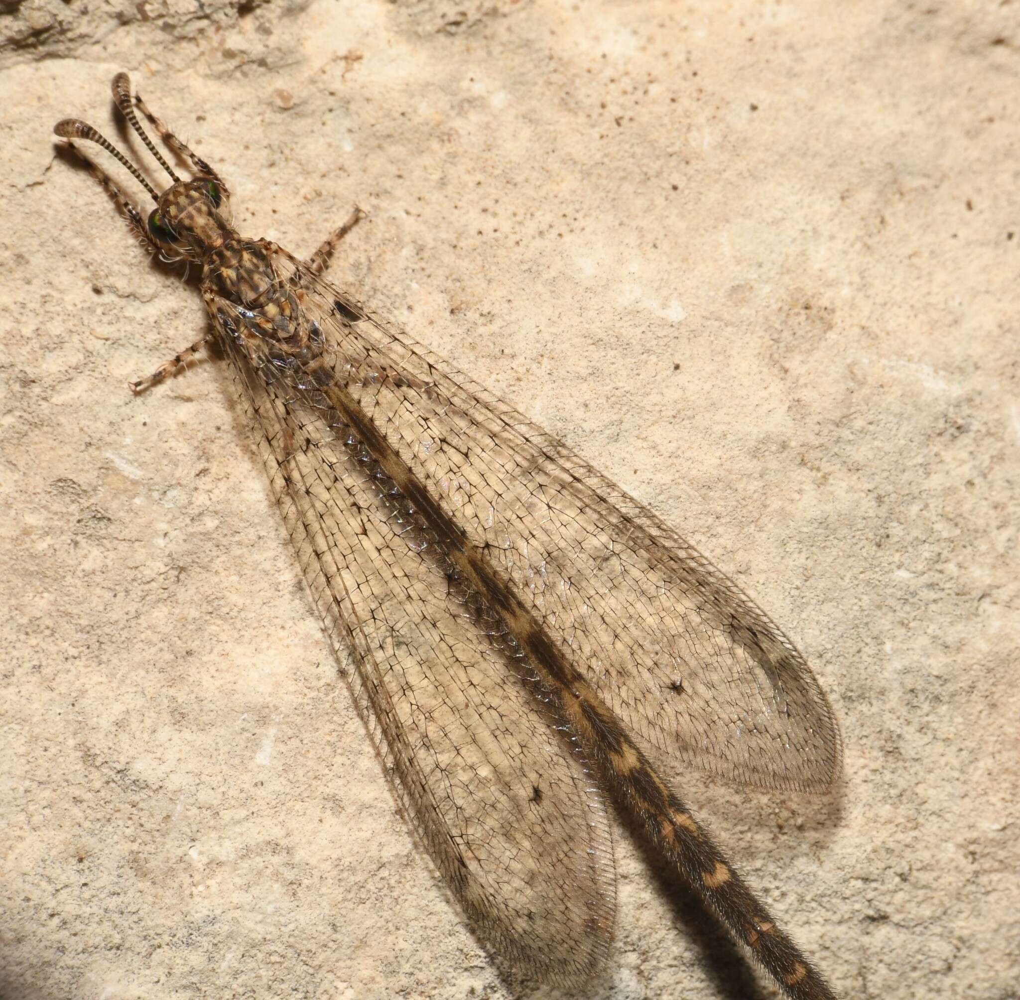 Image of Peruveleon dorsalis (Banks 1903)