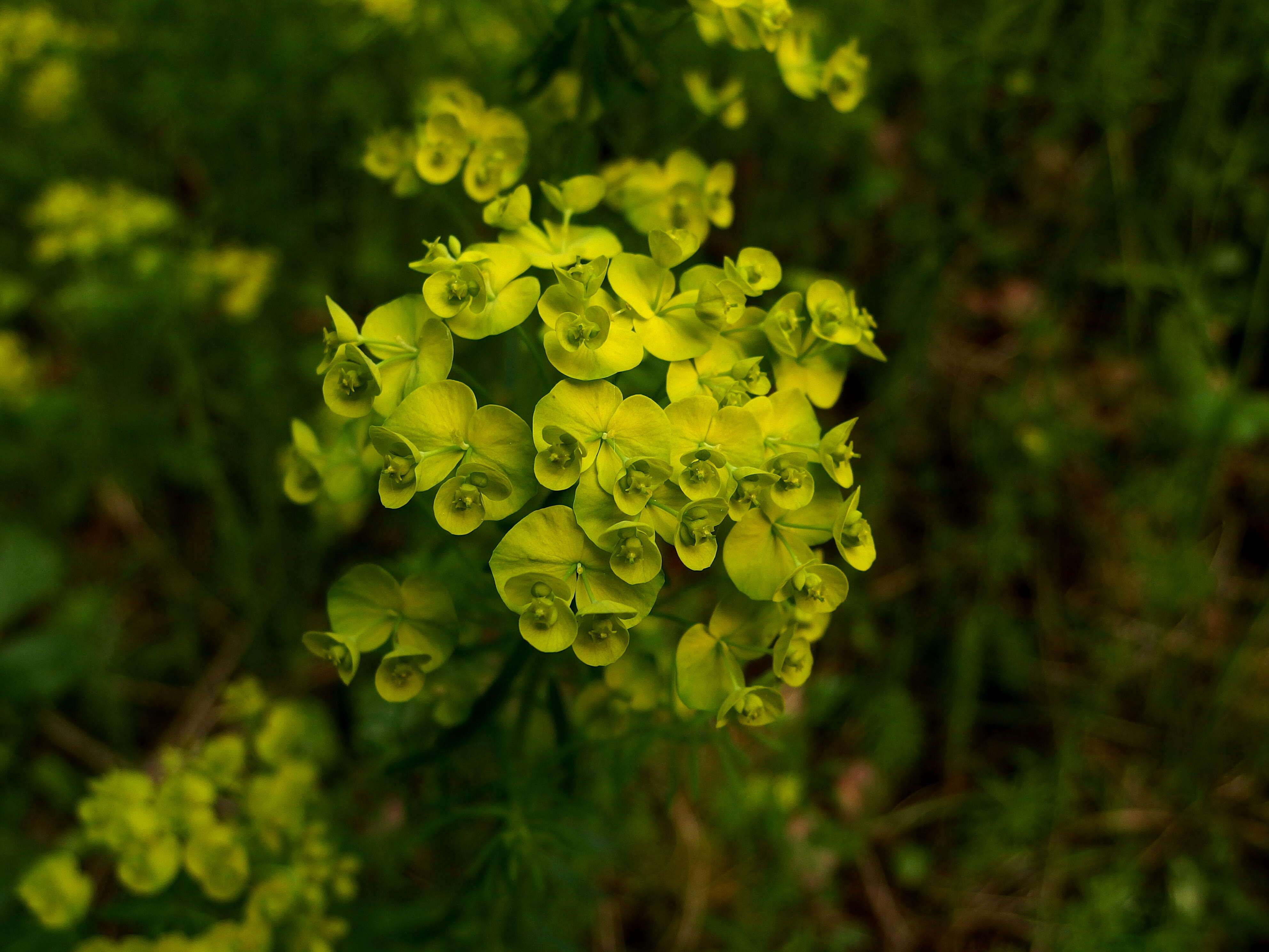 Image of Wood Spurge