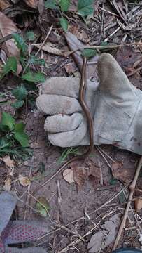 Image of Middle worm lizard