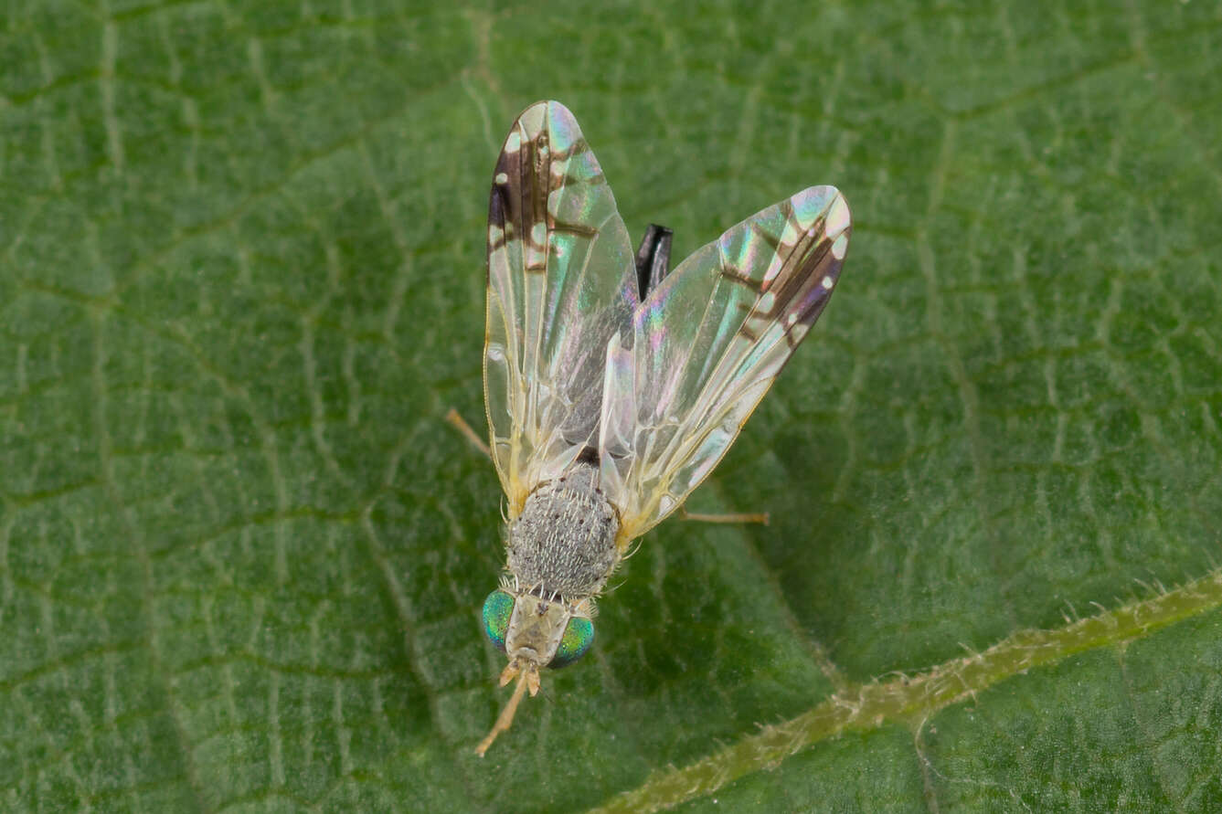 Image of Trupanea stellata (Fuessli 1775)