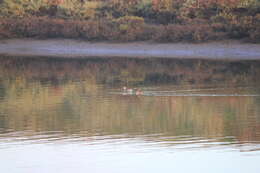 Image of Australasian Grebe