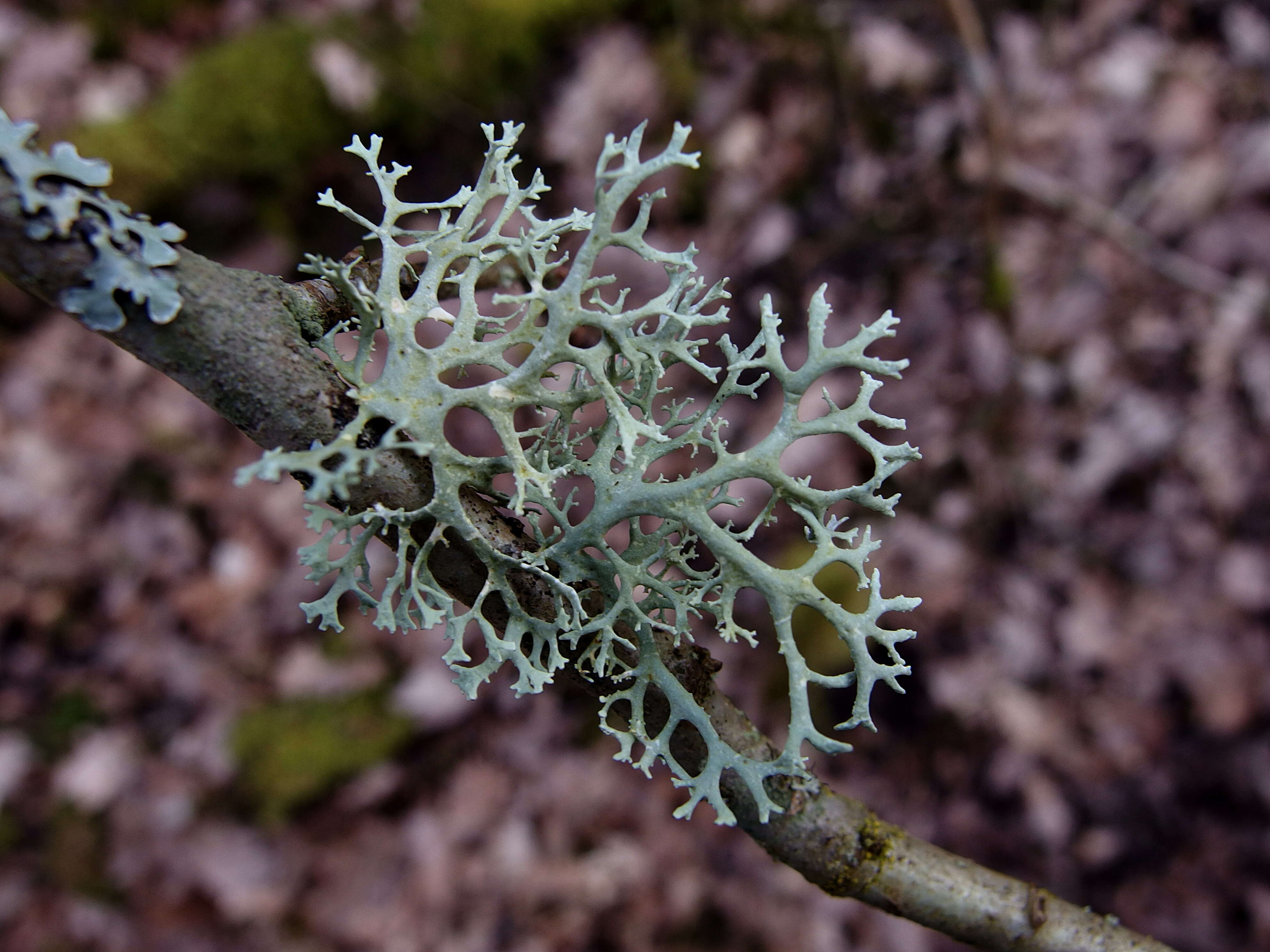 Image of Pseudevernia furfuracea (L.) Zopf