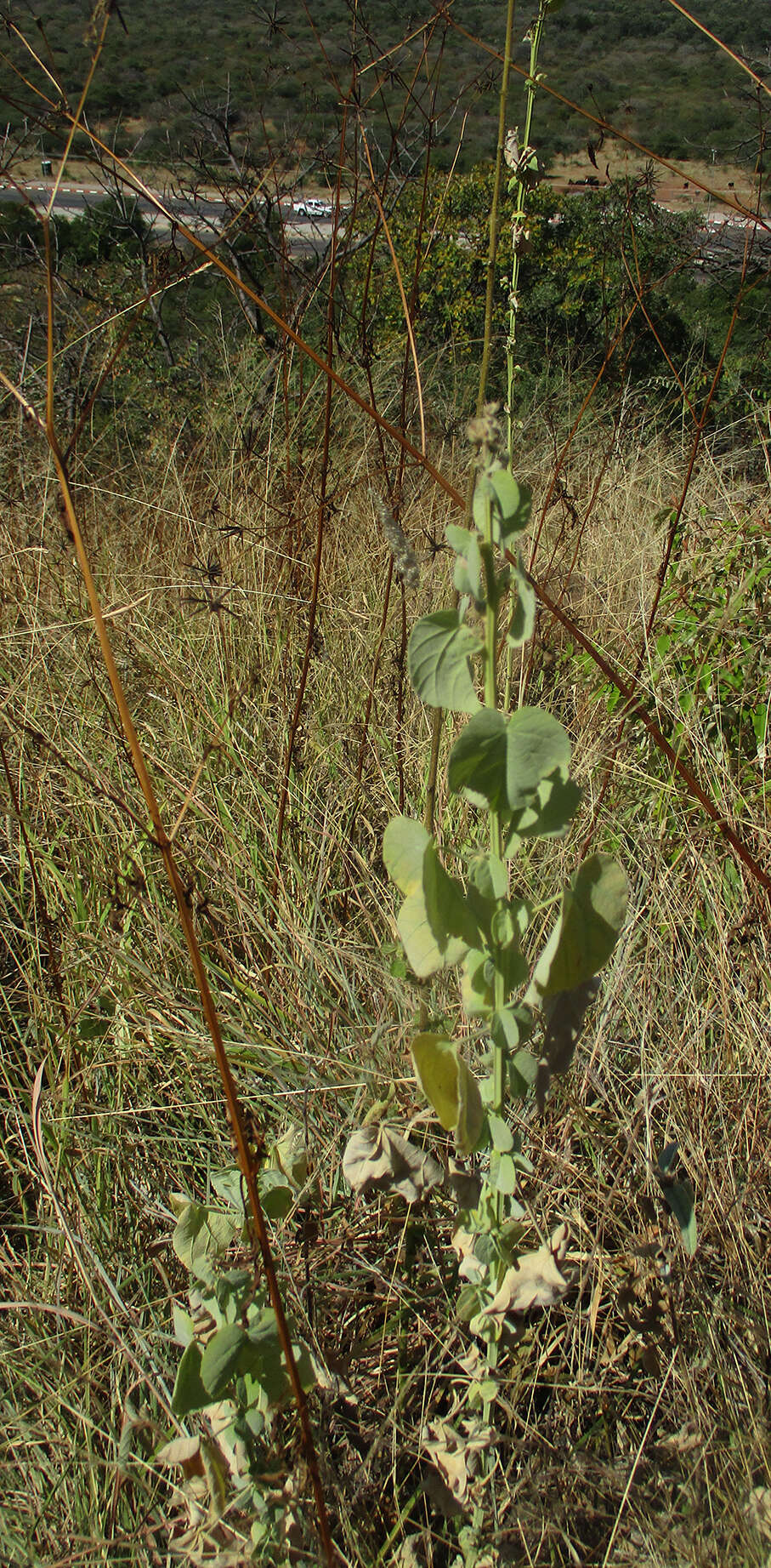 Image of Abutilon angulatum (Guill. & Perr.) Mast.