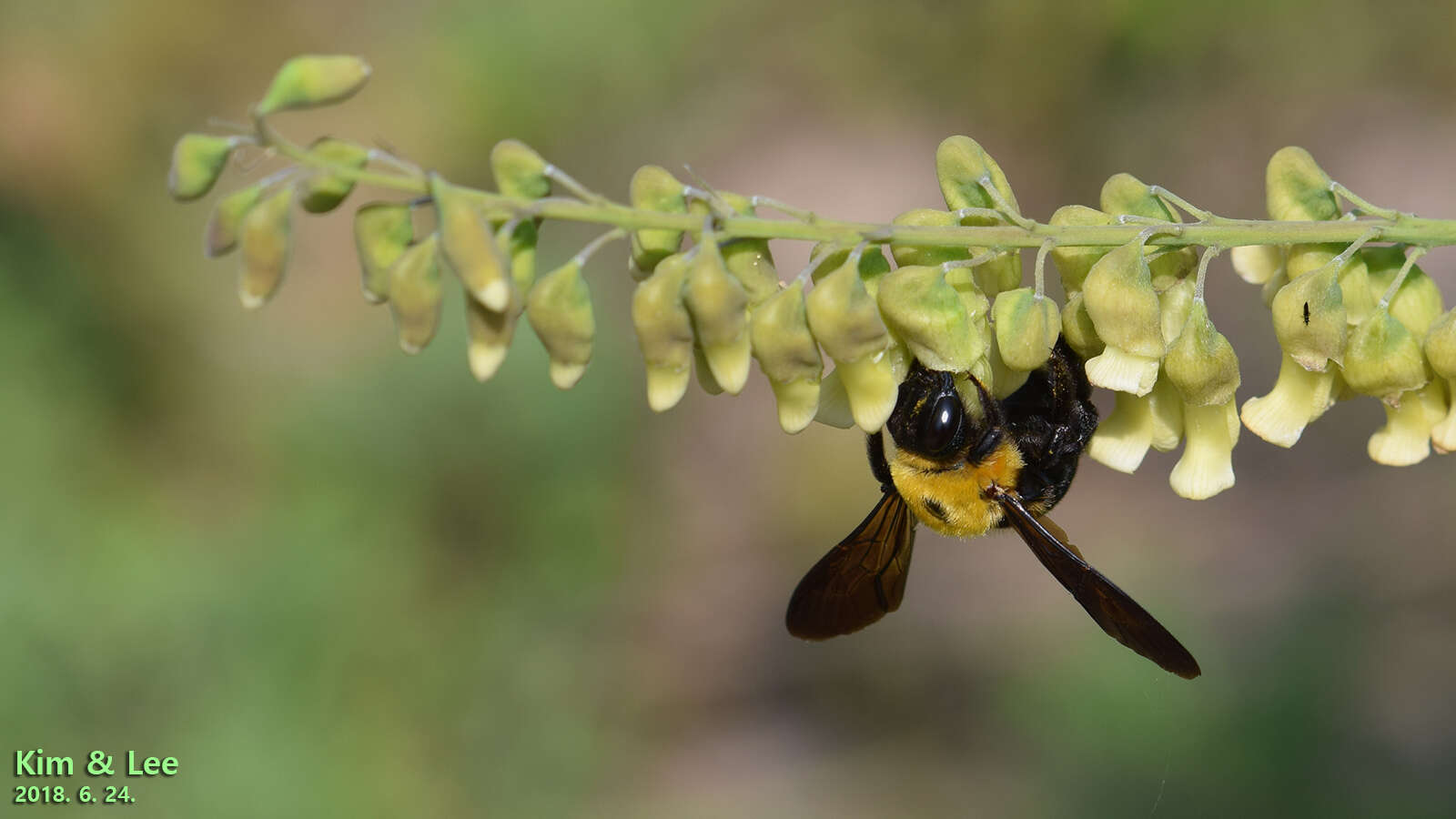 Imagem de Xylocopa appendiculata Smith 1852