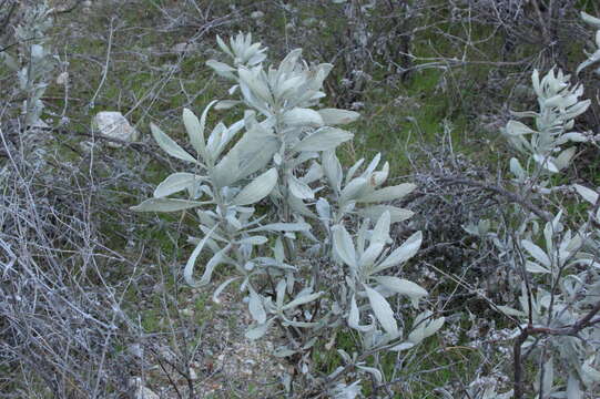 Imagem de Eriodictyon tomentosum Benth.