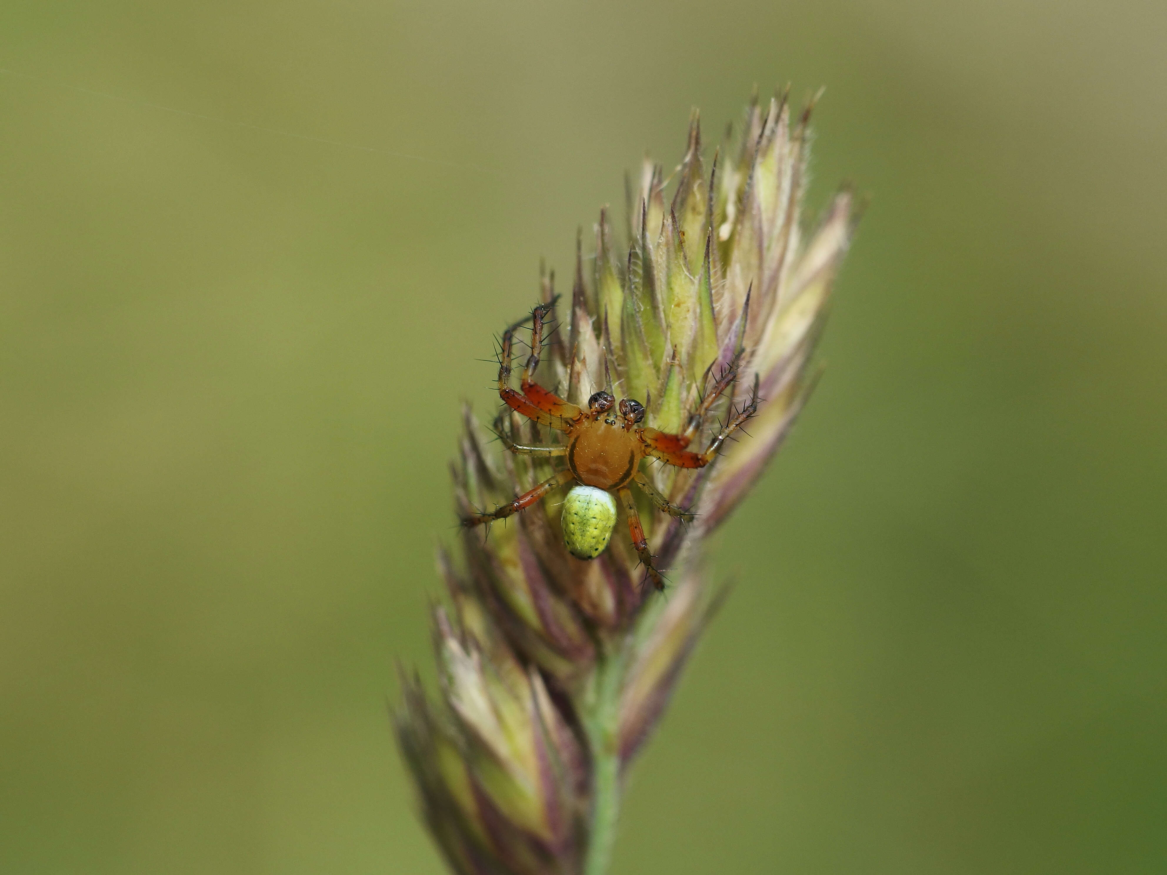 Image of Cucumber green spider