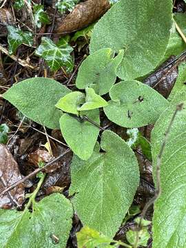 Image of Phlomis russeliana (Sims) Lag. ex Benth.