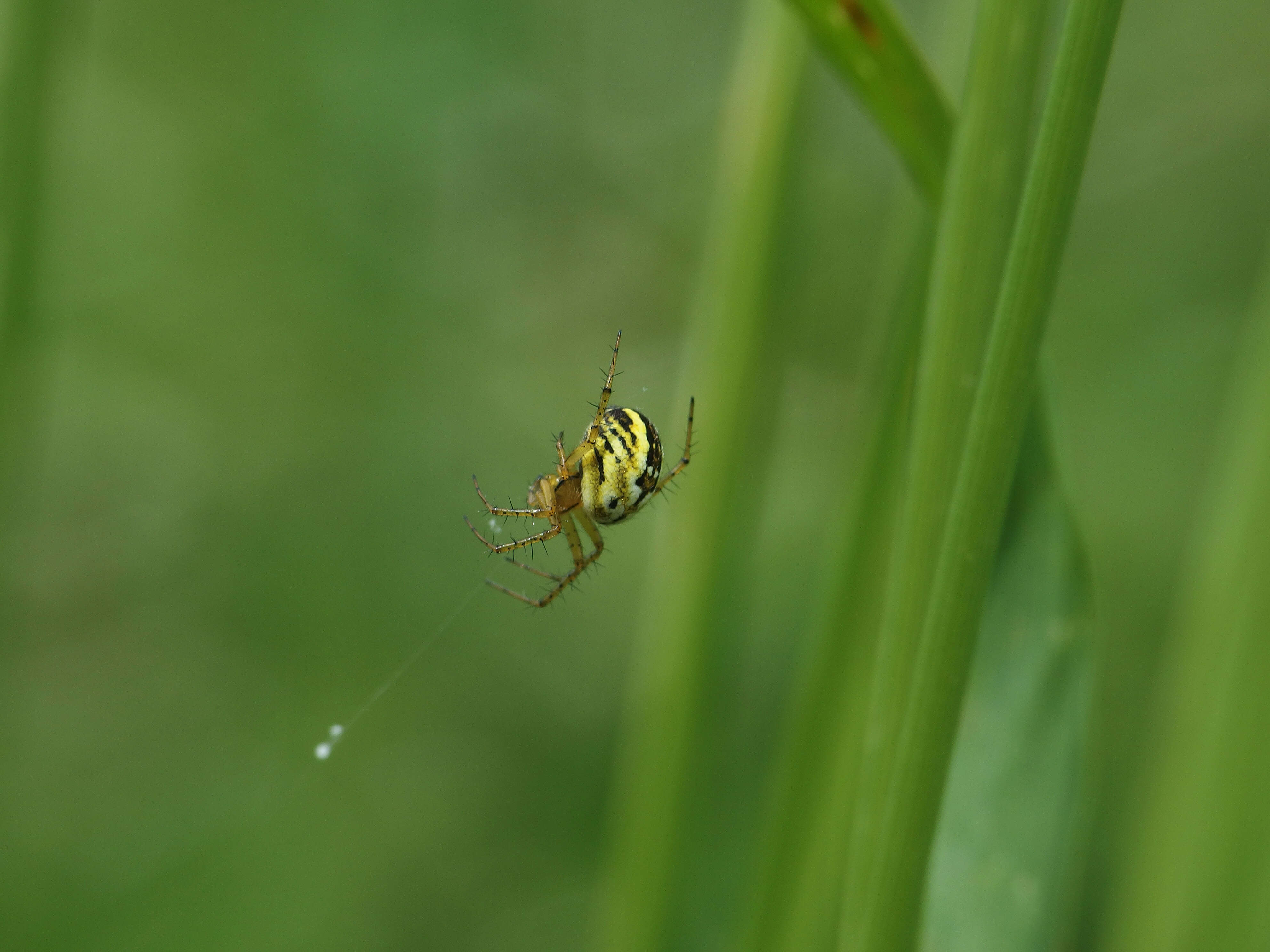 Image of Mangora acalypha (Walckenaer 1802)