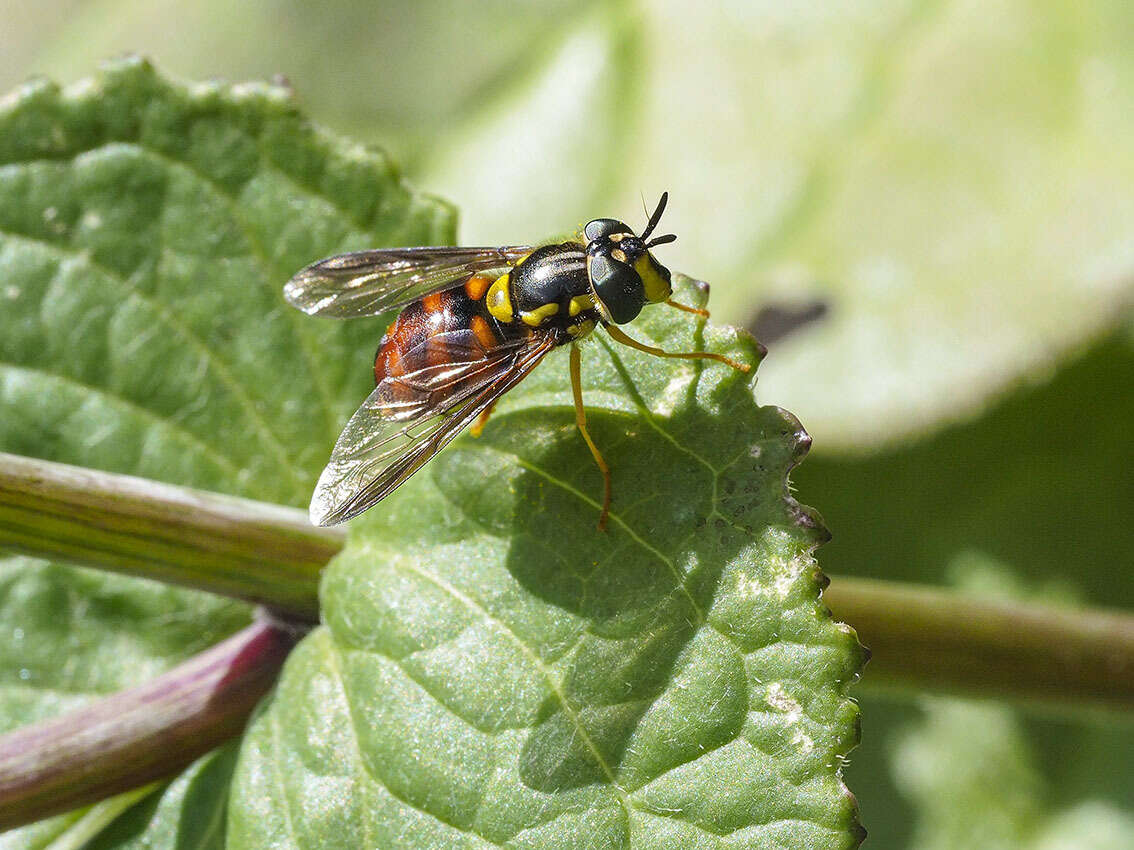 Chrysotoxum triarcuatum Macquart 1839 resmi