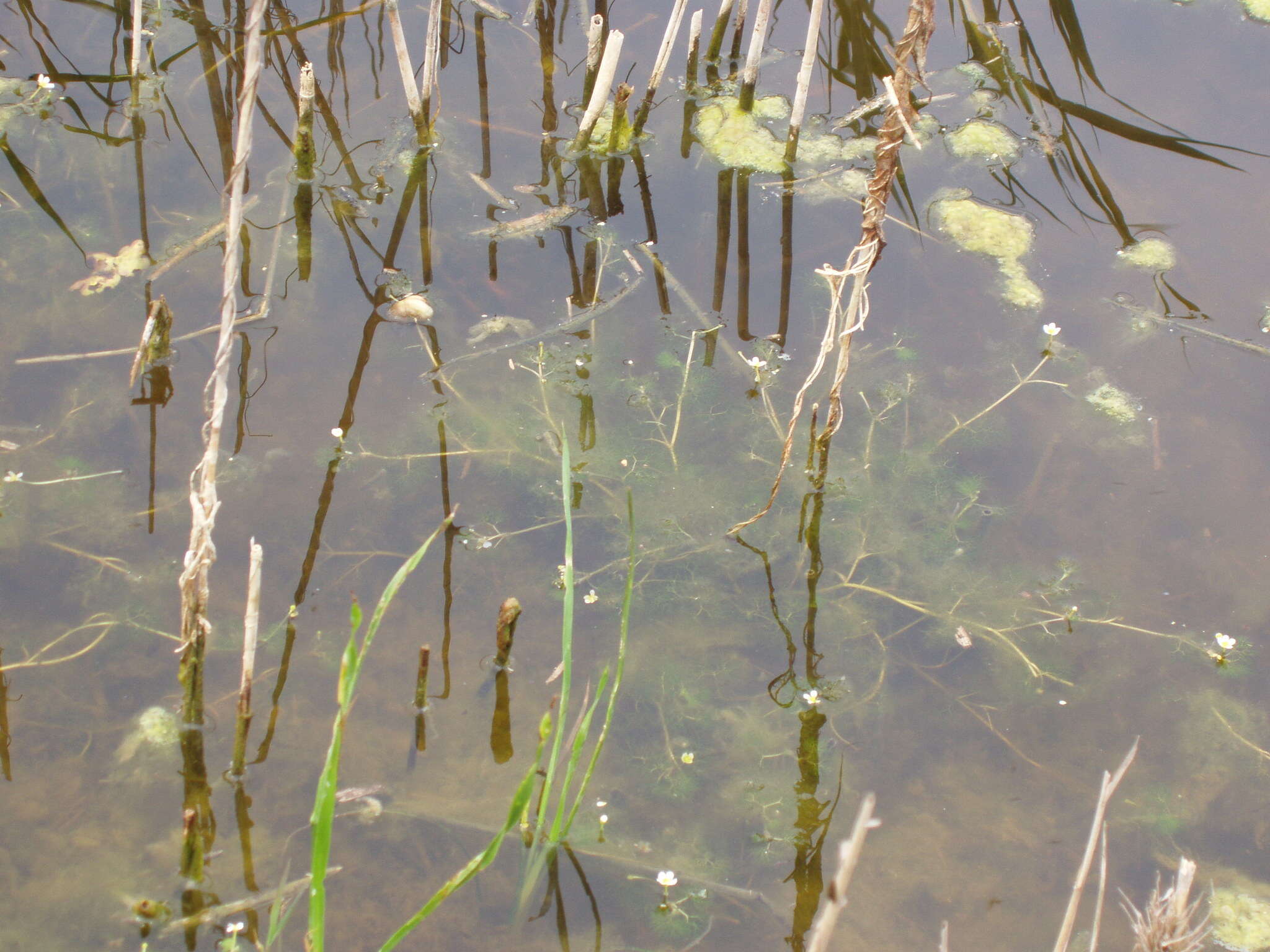 Слика од Ranunculus trichophyllus Chaix