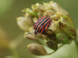 Image of <i>Graphosoma italicum</i>