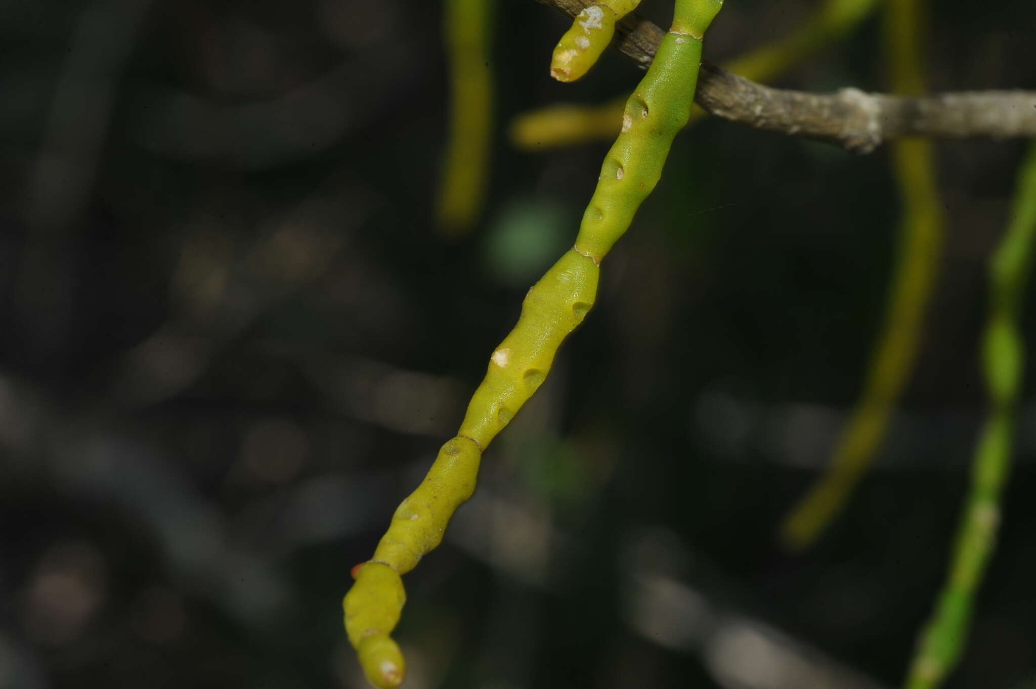 Image of Dendrophthora remotiflora Urb.