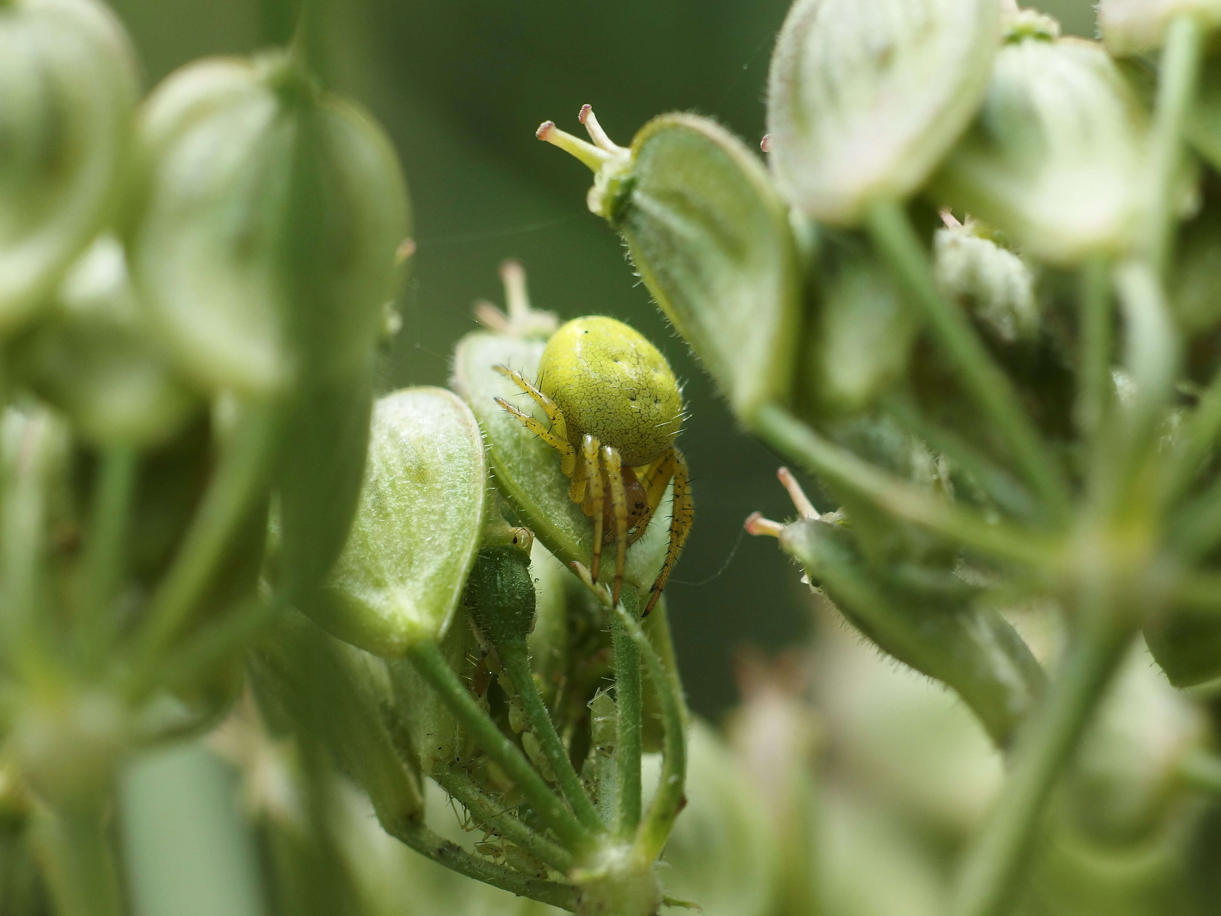 Image of Cucumber green spider