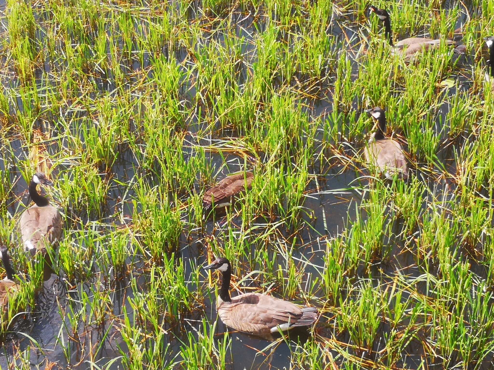 Image of Northern Wild Rice