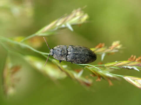 Image of Agrypnus murinus