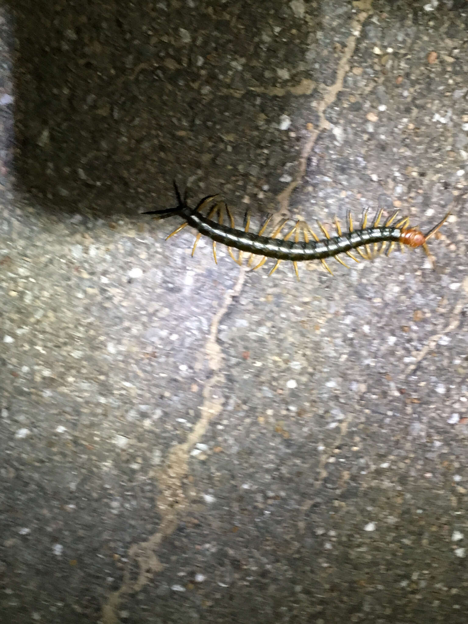 Image of Giant Redheaded Centipede