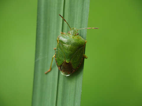 Image of Green shield bug