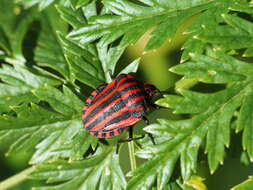 Image of <i>Graphosoma italicum</i>