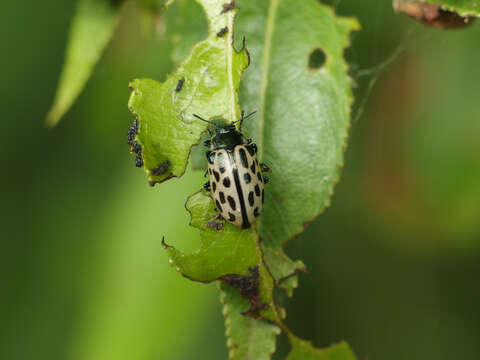 Image of Chrysomela vigintipunctata