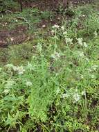 Image of whorled mountainmint