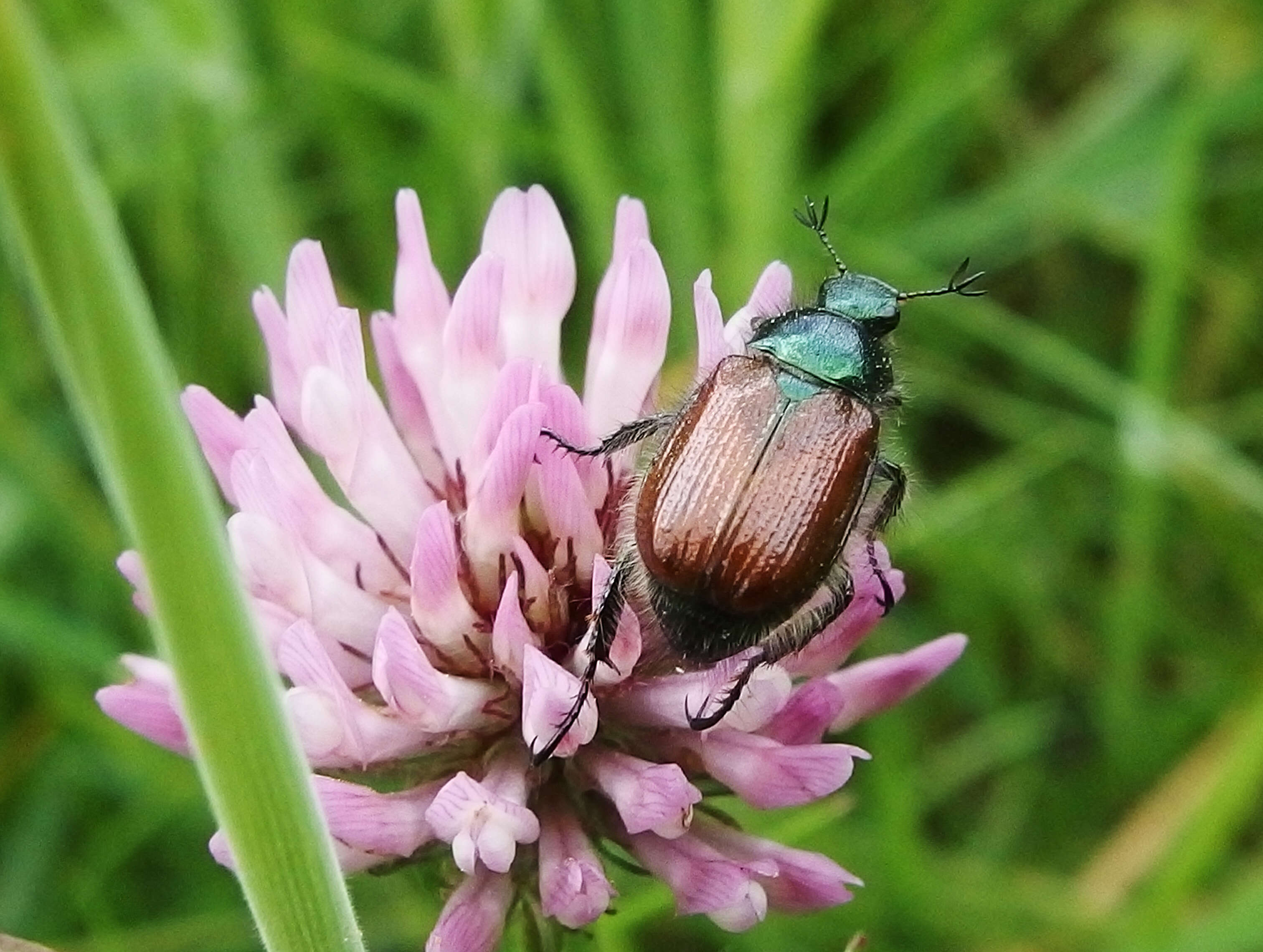 Image of Phyllopertha