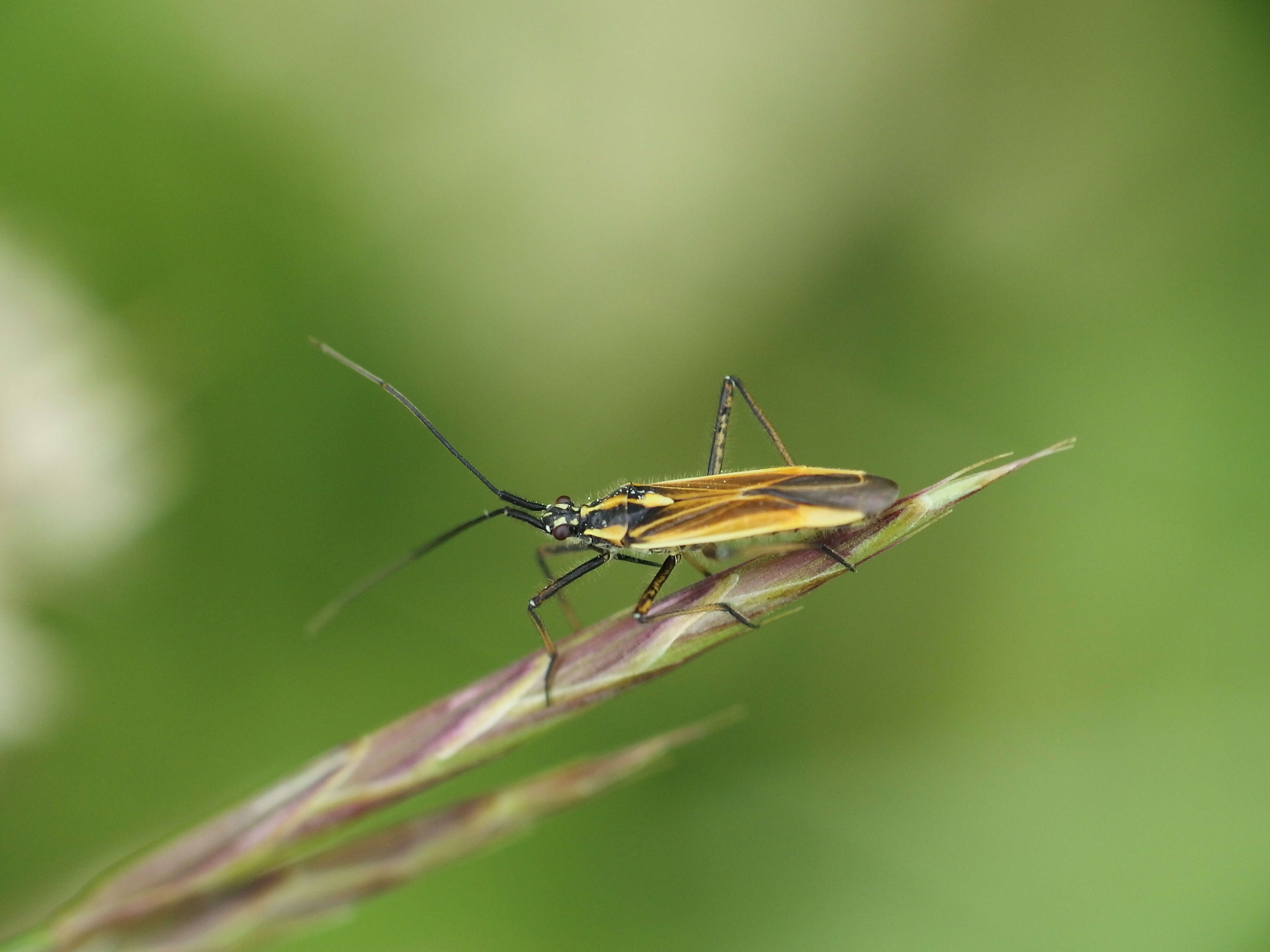 Слика од Leptopterna dolabrata (Linnaeus 1758)