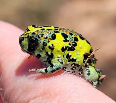 Image of Crucifix Frog