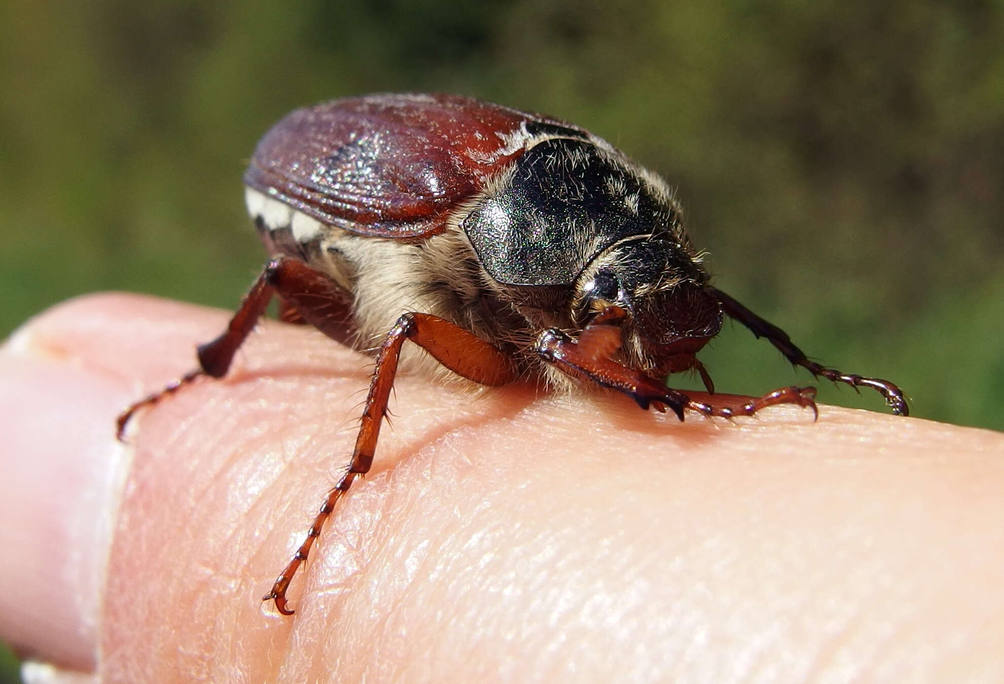 Image of Common cockchafer