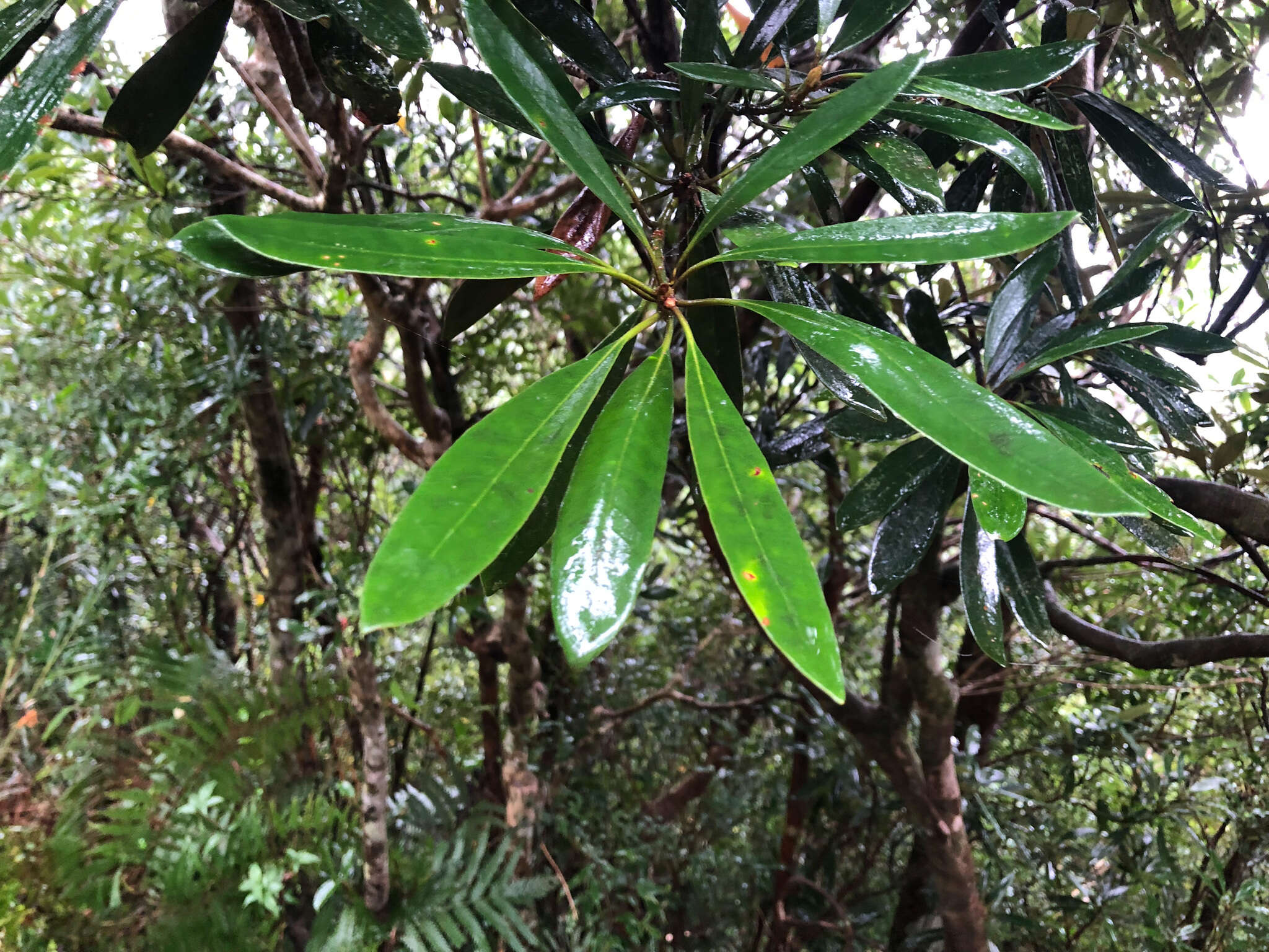 Imagem de Lithocarpus dodonaeifolius (Hayata) Hayata