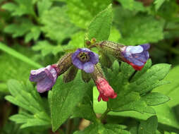 Image of Pulmonaria obscura Dumort.